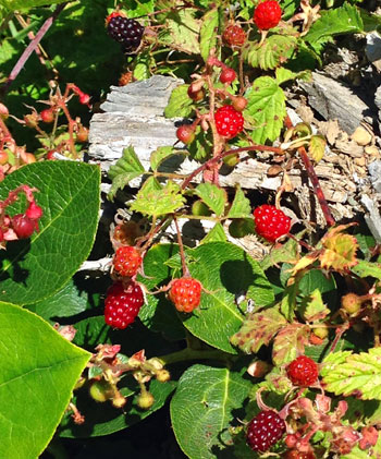 露珠莓覓食季節圖