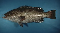 Gag石斑魚