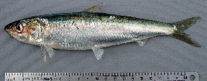 沙丁魚pilchardus png