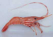 Spot_shrimp_ (Pandalus_platyceros) . jpg