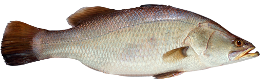 澳洲肺魚魚