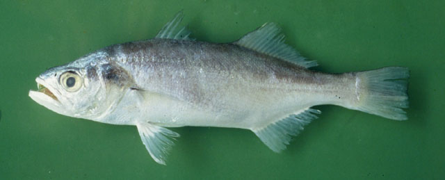 Bigtooth Corvina魚