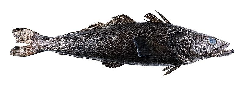 智利海鱸魚