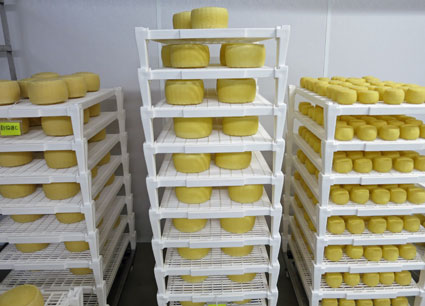 芬代爾農場的意大利奶酪手工製作