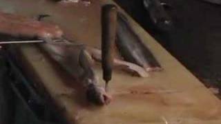 角鰻魚