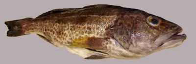 金斑沙鱸魚
