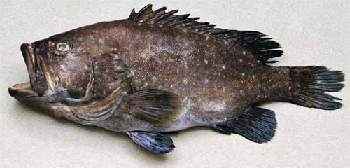 整個Hapu-Hawiian海鱸魚