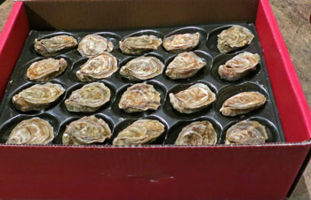 一盒打開的牡蠣