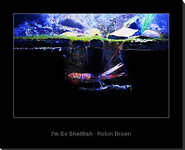 我是羅賓·布朗（Robin Brown）的貝類