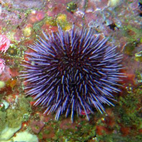 紫海膽