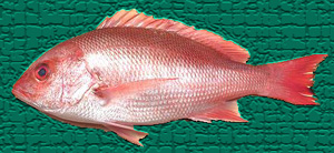 紅鯛魚