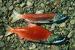 野生阿拉斯加銅河紅鮭魚