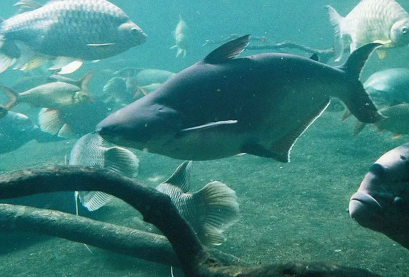Swai-Iridescent鯊魚照片