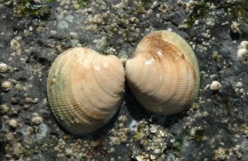 太平洋小簾蛤clam.jpg