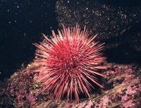 red-sea-urchin